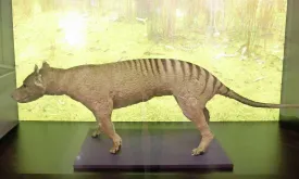 Could Tasmanian Tiger Return to Earth?