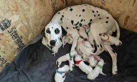 Dalmatian in Bergen gives birth to 19 puppies, ties world record