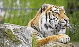 Deadly bird flu strikes 47 tigers in Vietnamese zoos