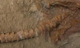 Discovery of 9 Million Year Old Shark Fossils in Peru