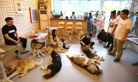 Dogs and Cats Working Massively in China as a Trend