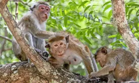 Dozens of Monkeys Escape from Research Lab, Authorities on the Hunt