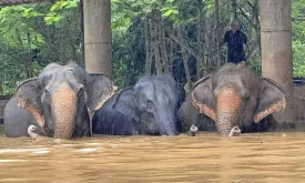 Elephants Drown in Severe Flooding in Northern Thailand