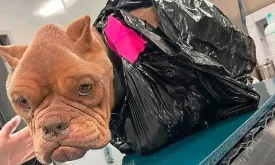 Emaciated Bulldog Found Near Train Tracks, Unable to Walk Due to Taped Bag