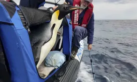 Emperor penguin Gus begins his long journey back home after appearing 3000 kilometers away