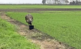 Escaped Emu Still on the Loose in Lincolnshire, UK