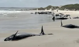 False Killer Whales Strand on Shore: 67 Dead