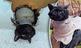 Firefighters Rescue Anxious Cat Stuck in Rain Pipe: 'She Thankfully Suffered no Serious Injuries'