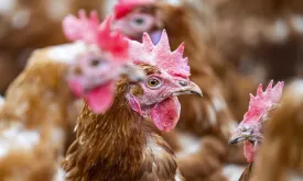 First case of bird flu in a human in Canada