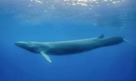 First Live Fin Whale Spotted in Belgian Waters