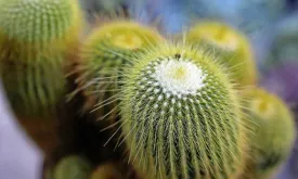 German city bans cacti in public spaces after man injures himself on plant