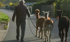 German Health Experts Warn of Infections from Popular Alpaca Walks