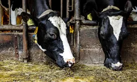 Germany Lifts Measures Against Foot-and-Mouth Disease