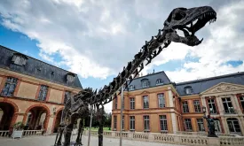 Gigantic Dinosaur Skeleton Sold for 6 Million Euros at Auction in Paris