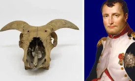 Goat Skull that Sailed with Napoleon Fetches Fortune at Auction