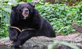 Hunter dies after shot bear falls from tree and crushes him