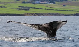 Iceland Allows Whale Hunting for Another Five Years