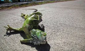 'Iguana Alarm' in Florida: Beware of Falling Iguanas