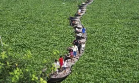 Invasive Water Hyacinth Threatens Ecosystems in Turkey and Kenya