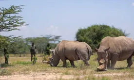 Kenya to Save Northern White Rhinos from Extinction with IVF