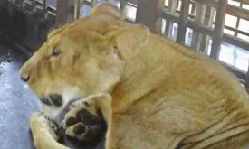 Lion kills zookeeper (35) bringing food: 'Grabbed by the neck'