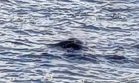 Loch Ness Monster Sighting Sparks Excitement