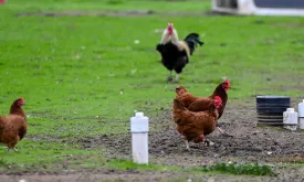 Louisiana Reports First Human Death from Avian Influenza in the US