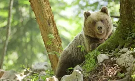 Man (55) killed by bear in Tatra Mountains in Slovakia