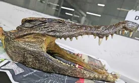 Man Arrested with Crocodile Skull in Luggage at New Delhi Airport