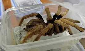 Man Caught Smuggling 300 Tarantulas Tied to Body at Airport