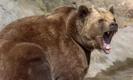 Man critically injured by brown bear while picking mushrooms in Slovakia