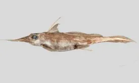 New Species of Dragonfish Discovered near New Zealand: Exciting Find