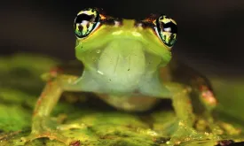 New Species of 'Star Trek Frogs' Discovered in Madagascar