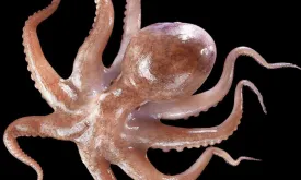 Octopuses Could Evolve to Build Underwater Civilizations, Oxford Professor Predicts