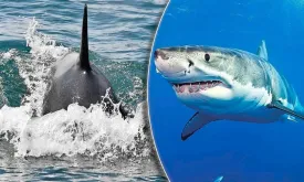 Orca Attacks on Great White Sharks Threaten Species