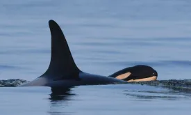 Orca Tahlequah, known for carrying her dead calf, becomes a mother again