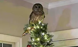 Owl surprises family by entering house through chimney and perching on top of Christmas tree