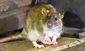 Panic at Police Station in Houston: Drug-addicted Rats Eat Evidence