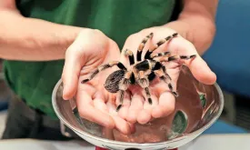 Pilot Bitten by Tarantula During Flight to Madrid