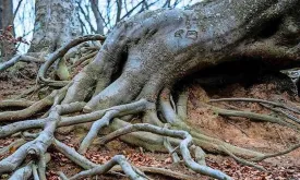 Plants Listen to Their Neighbors via Underground Network