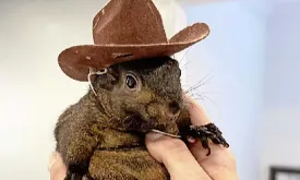 Popular Squirrel Peanut Seized by Animal Protection after Instagram Videos