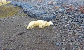 Rare Polar Bear Found in Iceland, Shot Dead: 'Not Something We Like to Do'