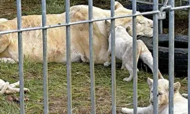 Rescue mission saves adult lions and nine cubs from French circus