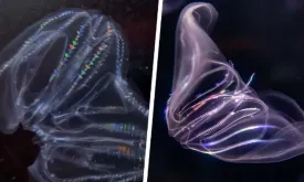 Researchers discover wounded jellyfish can merge together to form a healthy individual