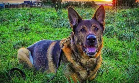 Retired Police Dog Finds Missing Man Four Years After Retirement