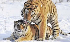 Romance in the Animal Kingdom: Tiger Boris Reunites with Svetlaya after Three-Year Journey