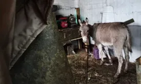 Russian Military Using Donkeys at the Frontline for Transportation Purposes