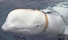 Russian Spy Beluga Whale Gets Own BBC Documentary: 'Hvaldimir Guarded Ships'