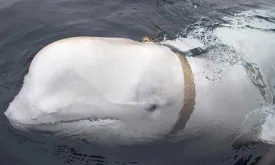 Russian 'spy whale' likely died from infection