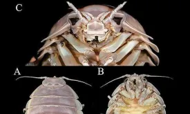 Scientists Discover Giant Bathynomus Vaderi, the Darth Vader of the Ocean